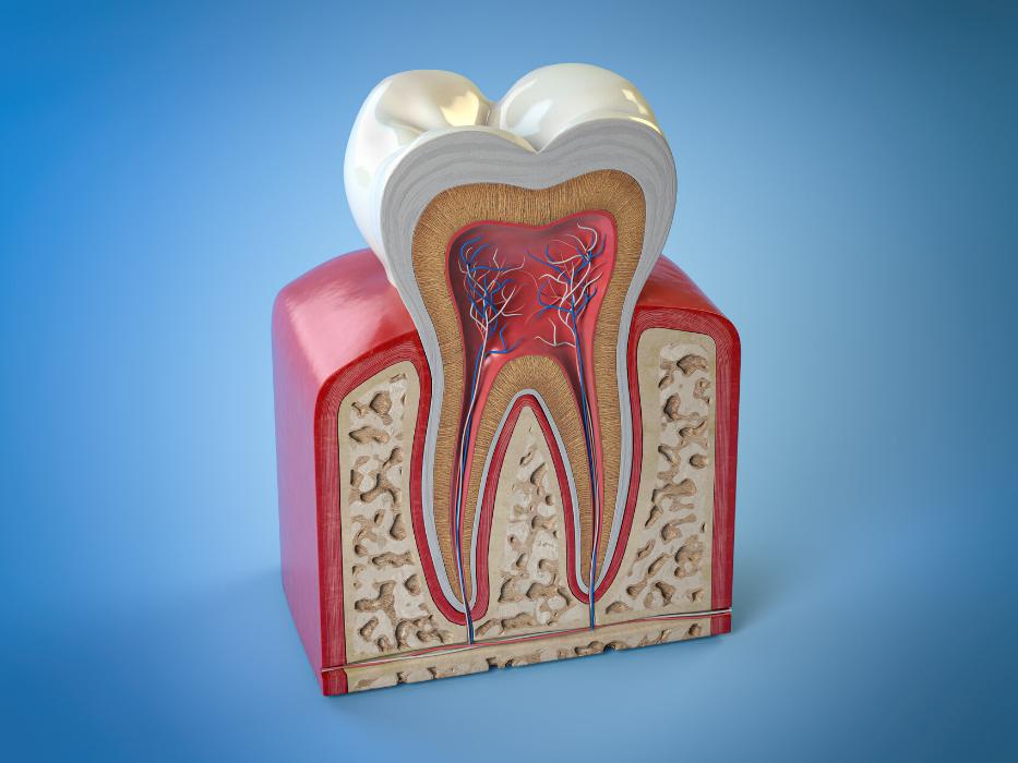 photo of root system in tooth