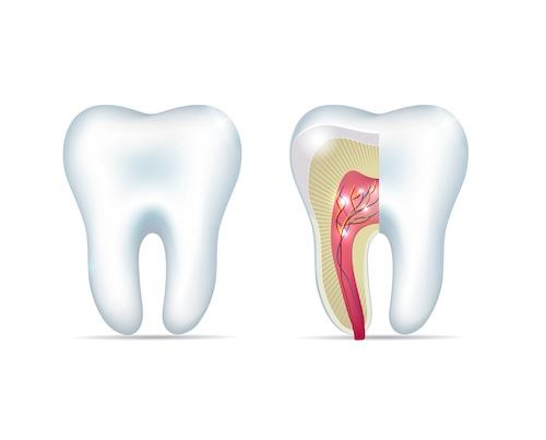 root system of tooth