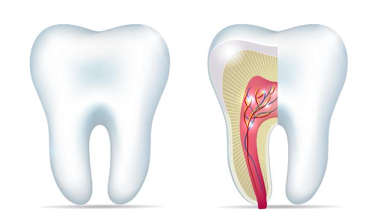 illustration of root system of tooth
